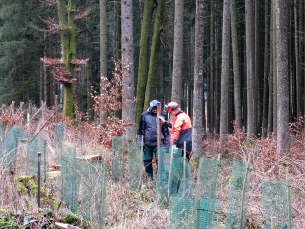 Pflanzung und Verbissschutz