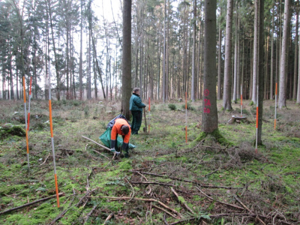 Pflanzung mit Einzelschutz Pflanzung mit Einzelschutz