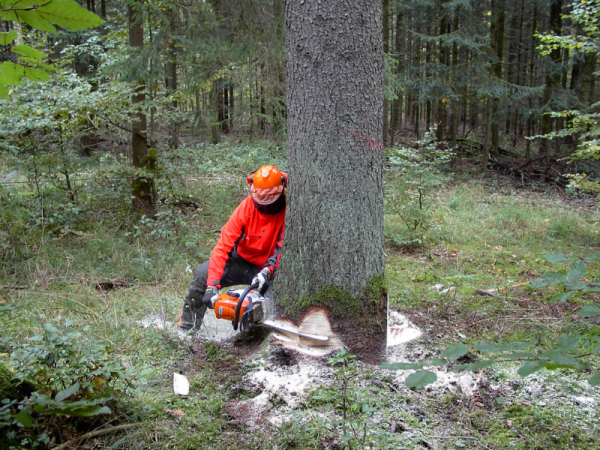 Starkholzernte Starkholzernte